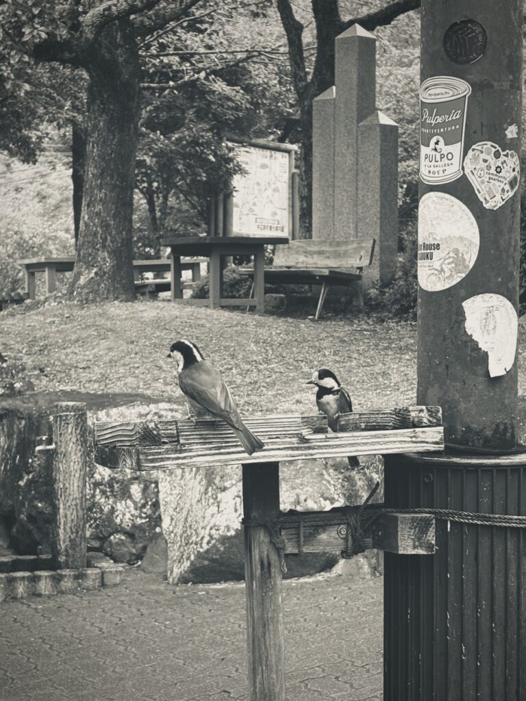 Birds photographed in Japan - Kumano Kodo